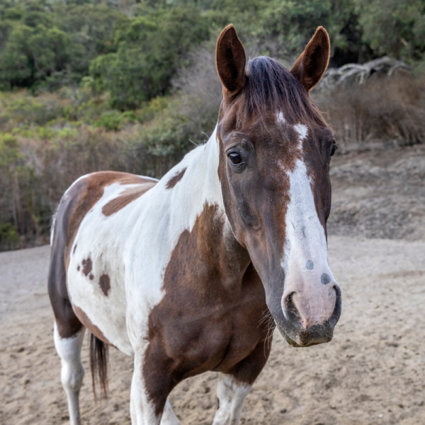 Geronimo